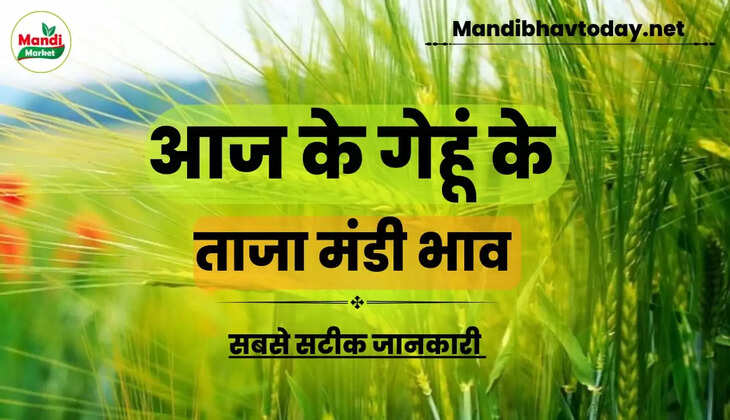 देखें आज के गेहूं/कनक के लाइव रेट wheat kanak gehu Live Rate Today 10 Feb 2023