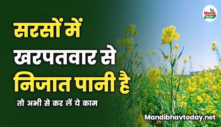सरसों में खरपतवार से निजात पानी है तो अभी से कर लें ये काम 