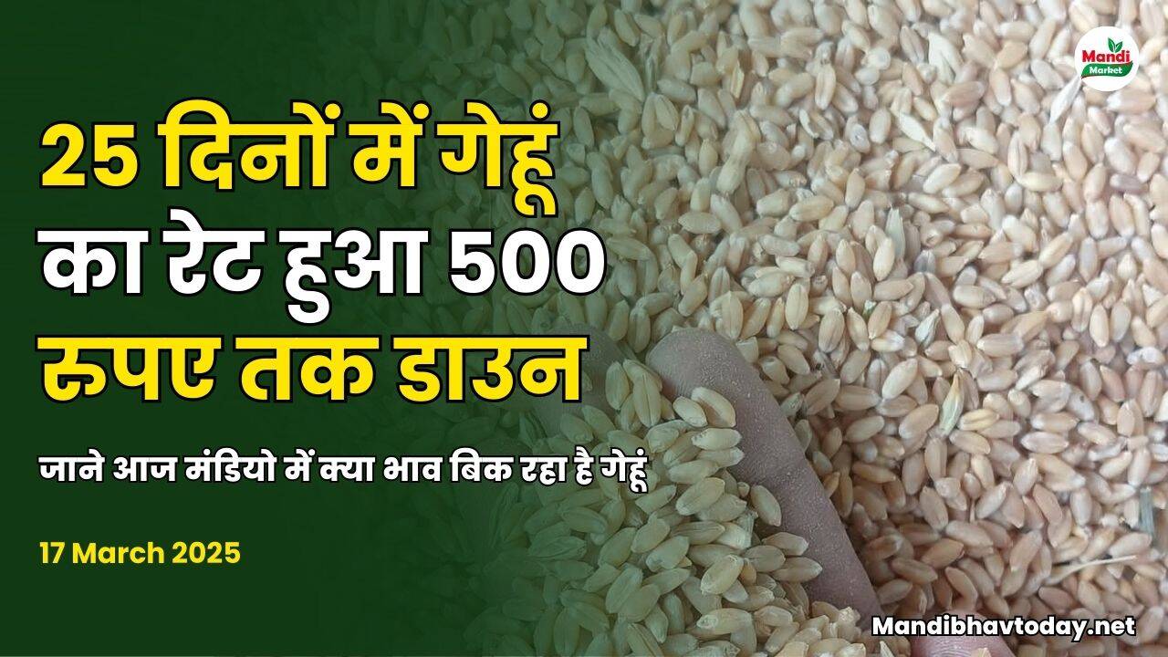 गेहू image 