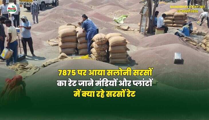 7875 पर आया सलोनी सरसों का रेट | जाने मंडियों और प्लांटों में क्या रहे सरसों रेट