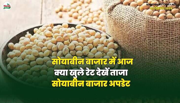सोयाबीन बाजार में आज क्या खुले रेट | देखें ताजा सोयाबीन बाजार अपडेट
