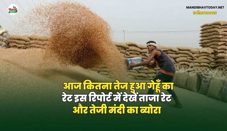 आज कितना तेज हुआ गेहूँ का रेट | इस रिपोर्ट में देखें ताजा रेट और तेजी मंदी का ब्योरा