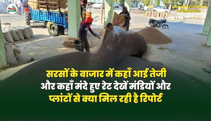 सरसों के बाजार में कहाँ आई तेजी और कहाँ मंदे हुए रेट | देखें मंडियों और प्लांटों से क्या मिल रही है रिपोर्ट