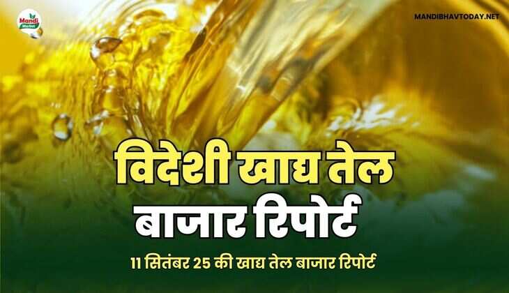 विदेशी खाद्य तेल बाजार रिपोर्ट 10 SEP 25 