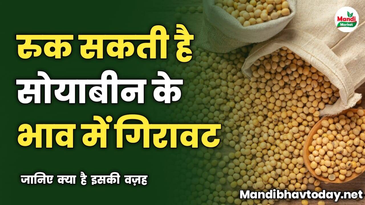 रुक सकती है सोयाबीन के भाव में गिरावट | जानिए क्या है इसकी वज़ह