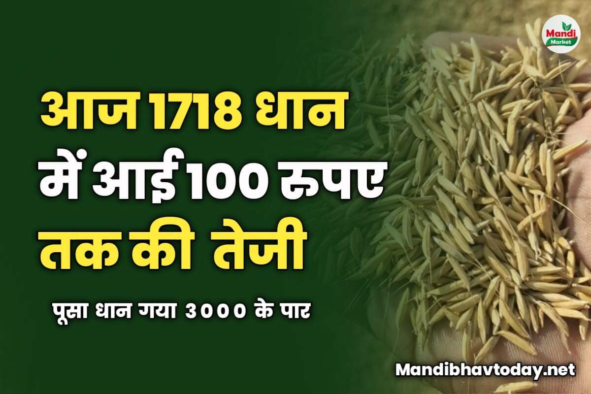 आज 1718 धान में आई 100 रुपए तक की तेजी | पूसा धान गया 3000 के पार | देखें धान के भाव तेजी मंदी के साथ