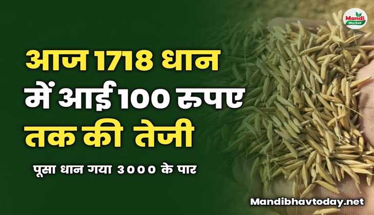 आज 1718 धान में आई 100 रुपए तक की  तेजी | पूसा धान गया 3000 के पार | देखें धान के भाव तेजी मंदी के साथ