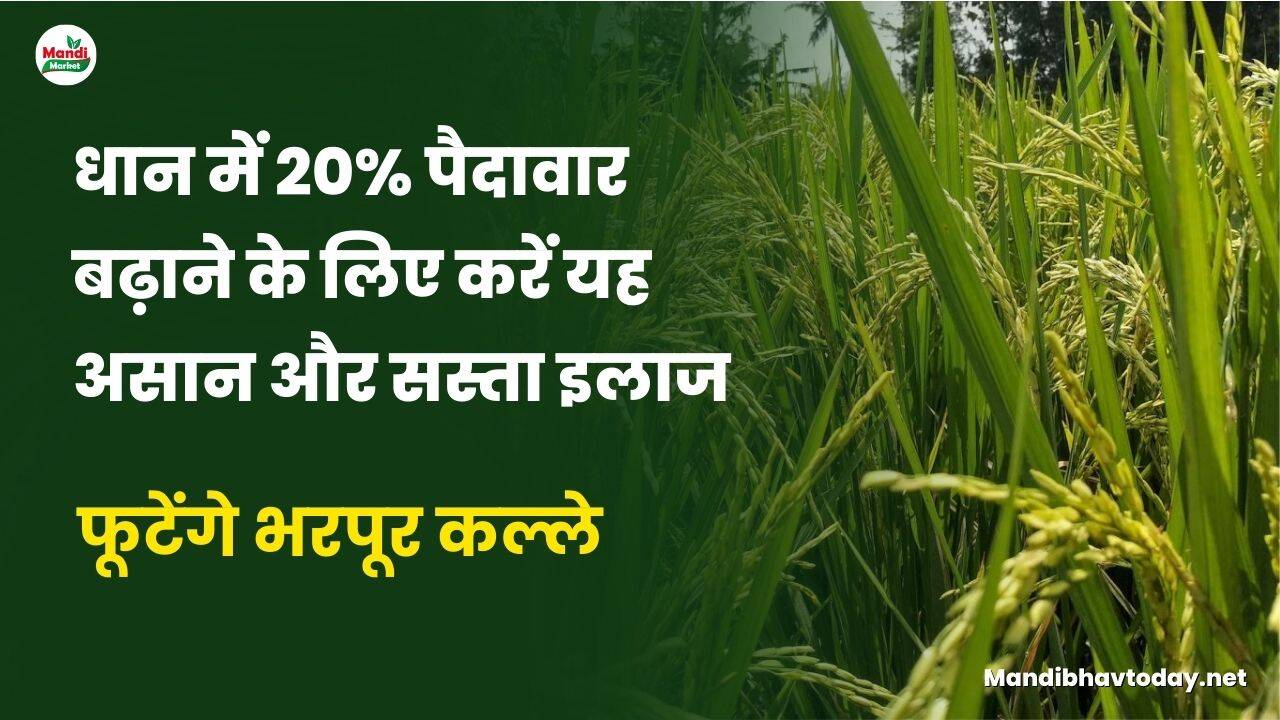 फूटेंगे भरपूर कल्ले