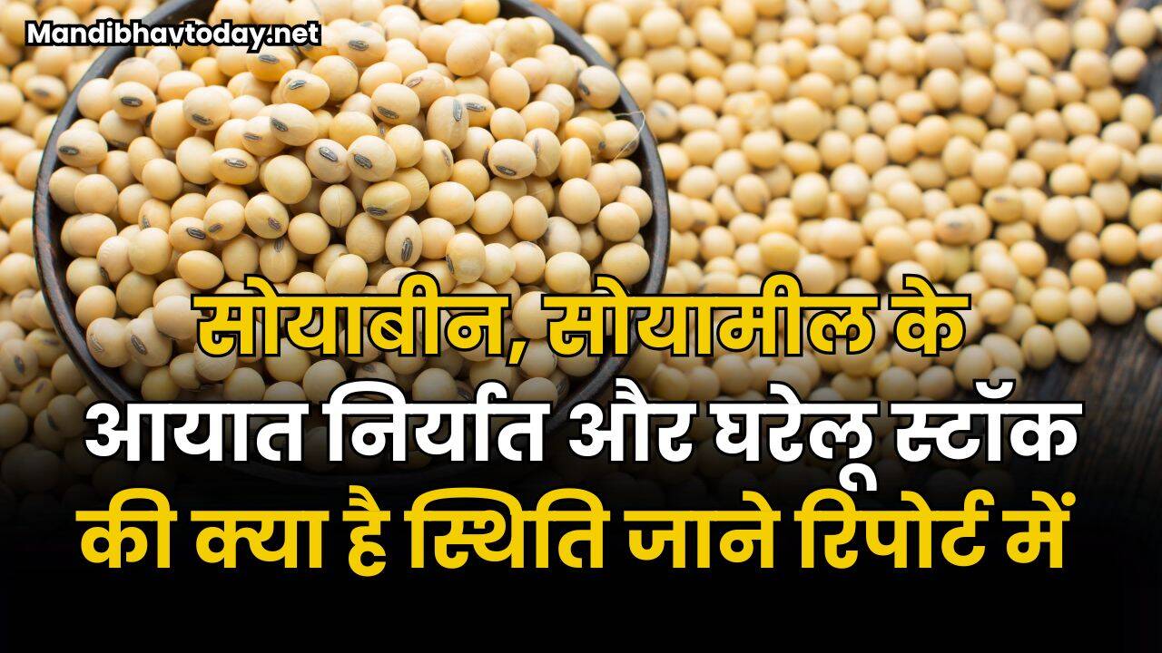 सोयाबीन, सोयामील के आयात निर्यात और घरेलू स्टॉक की क्या है स्थिति | इस रिपोर्ट में जाने