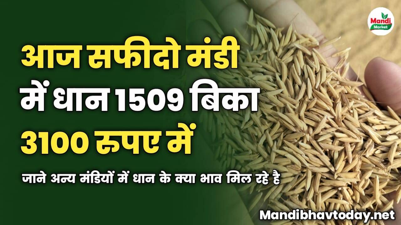 आज सफीदो मंडी में धान 1509 बिका 3100 में | जाने अन्य मंडियों में धान के क्या भाव मिल रहे है
