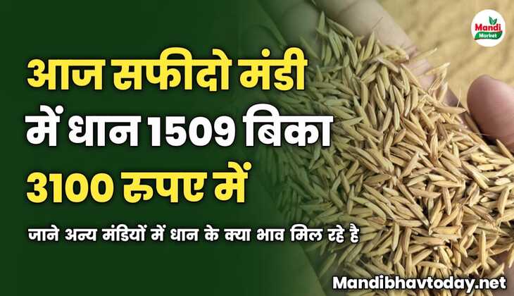 आज सफीदो मंडी में धान 1509 बिका 3100 में | जाने अन्य मंडियों में धान के क्या भाव मिल रहे है 