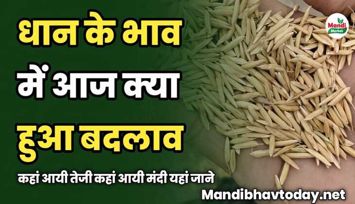 धान के भाव में आज क्या हुआ बदलाव | कहां आयी तेजी कहां आयी मंदी यहां जाने