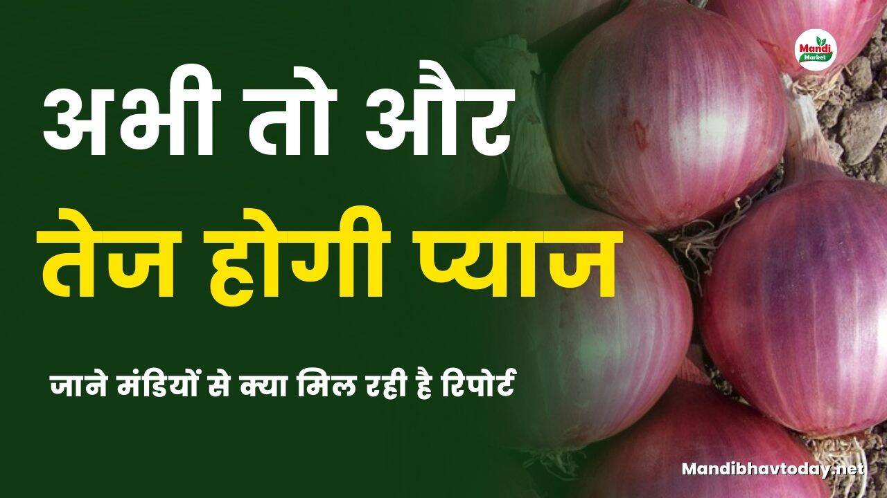 अभी तो और तेज होगी प्याज | जाने मंडियों से क्या मिल रही है रिपोर्ट