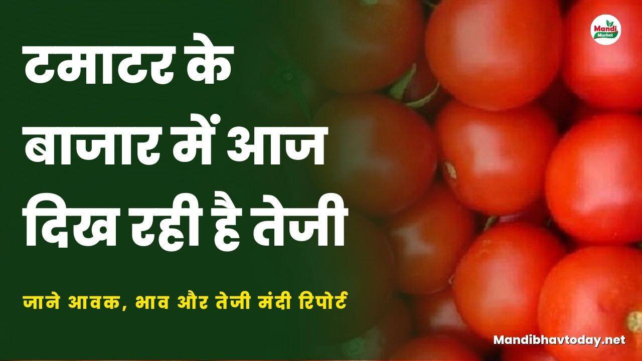 टमाटर के बाजार में आज दिख रही है तेजी | जाने आवक, भाव और तेजी मंदी रिपोर्ट