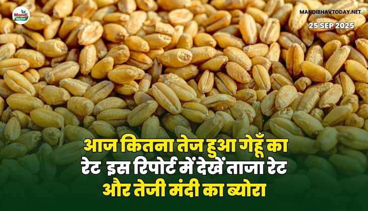 आज कितना तेज हुआ गेहूँ का रेट | इस रिपोर्ट में देखें ताजा रेट और तेजी मंदी का ब्योरा