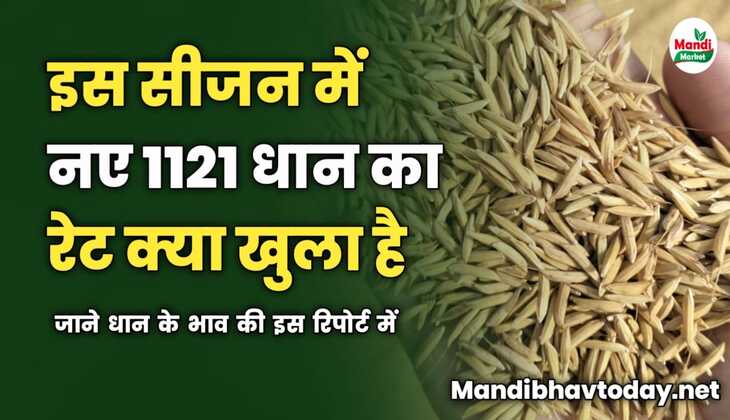 इस सीजन में नए 1121 धान का रेट क्या खुला है | जाने धान के भाव की इस रिपोर्ट में