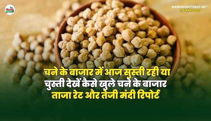 चने के बाजार में आज सुस्ती रही या चुस्ती | देखें कैसे खुले चने के बाजार, ताजा रेट और तेजी मंदी रिपोर्ट