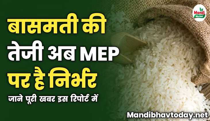 बासमती की तेजी अब MEP पर है निर्भर | जाने पूरी खबर इस रिपोर्ट में 