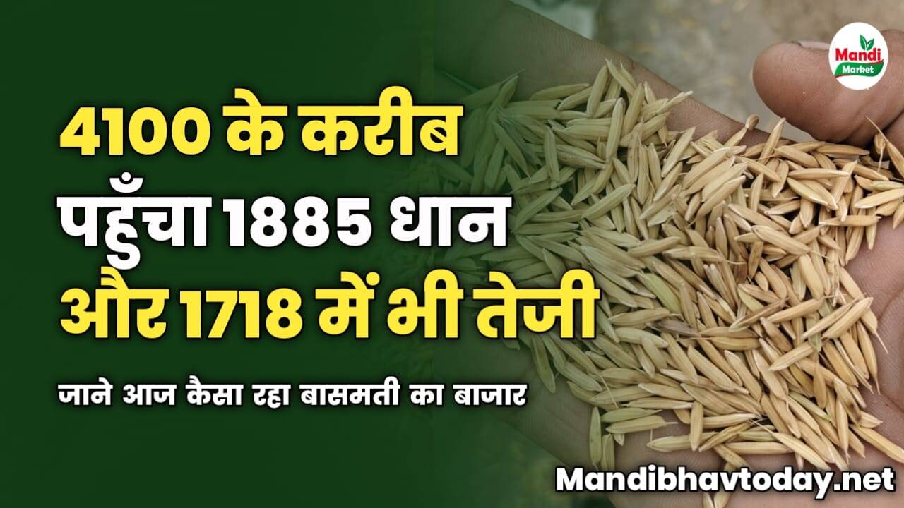 4100 के करीब पहुँचा 1885 धान | 1718 में भी तेजी | जाने आज कैसा रहा बासमती का बाजार
