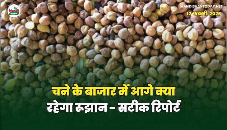 चने के बाजार में आगे क्या रहेगा रूझान - सटीक रिपोर्ट