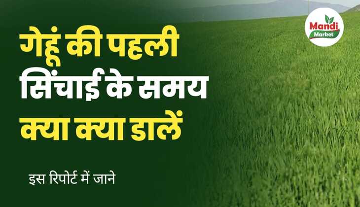 गेहूं की पहली सिंचाई के समय क्या क्या डालें | इस रिपोर्ट में जाने
