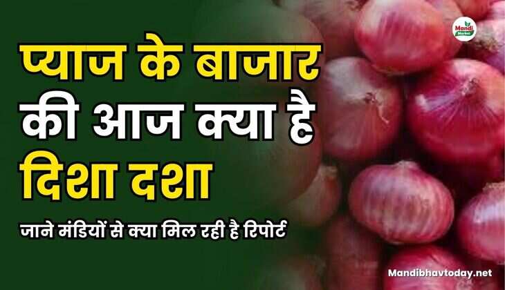 प्याज के बाजार की आज क्या है दिशा दशा | जाने मंडियों से क्या मिल रही है रिपोर्ट
