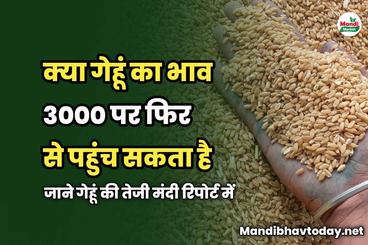 Wheat Market Report : क्या गेहूं का भाव 3000 पर फिर से पहुंच सकता है? जाने गेहूं की तेजी मंदी रिपोर्ट में