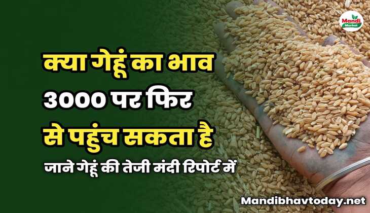Wheat Market Report : क्या गेहूं का भाव 3000 पर फिर से पहुंच सकता है? जाने गेहूं की तेजी मंदी रिपोर्ट में