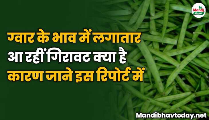 ग्वार के भाव में लगातार आ रहीं गिरावट क्या है कारण जाने इस रिपोर्ट में