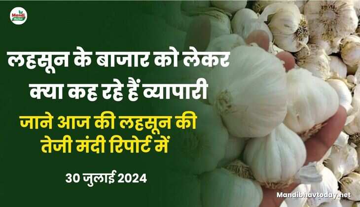 लहसून के बाजार को लेकर क्या कह रहे हैं व्यापारी जाने आज की लहसून की तेजी मंदी रिपोर्ट में