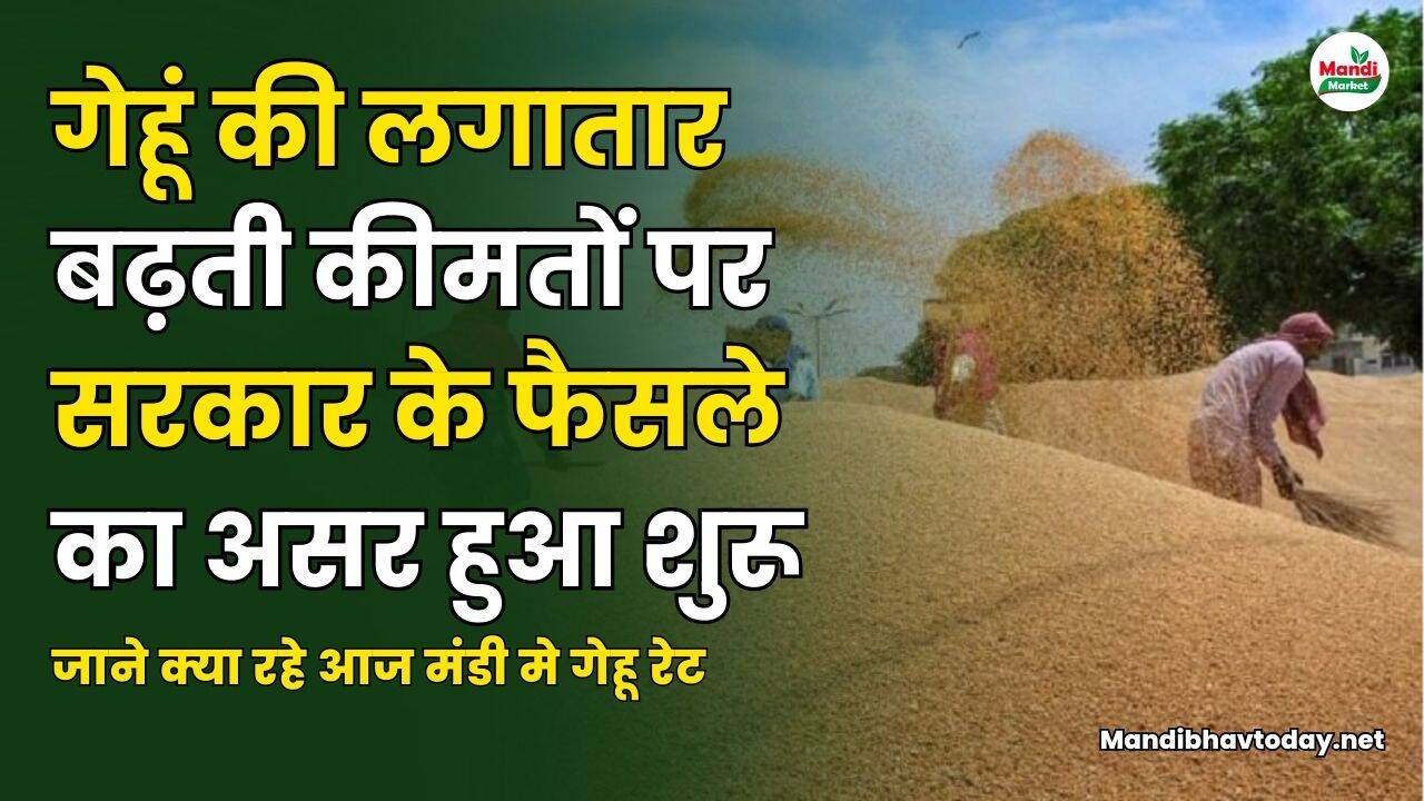 गेहू images