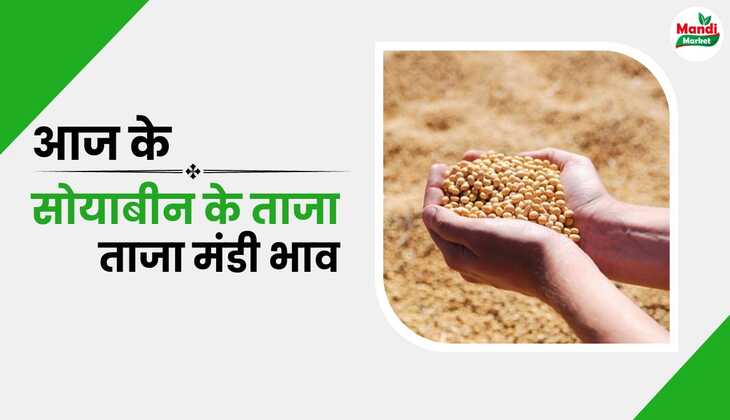 देखे आज के सोयाबीन के ताजा मंडी भाव | soyabean ke mandi bhav 31 January 2025