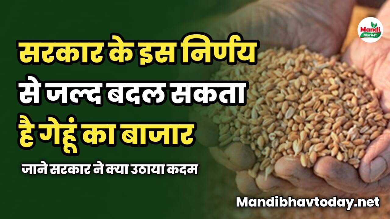 सरकार के इस निर्णय से बदल सकता है गेहूं का बाजार | जाने सरकार ने क्या उठाया कदम