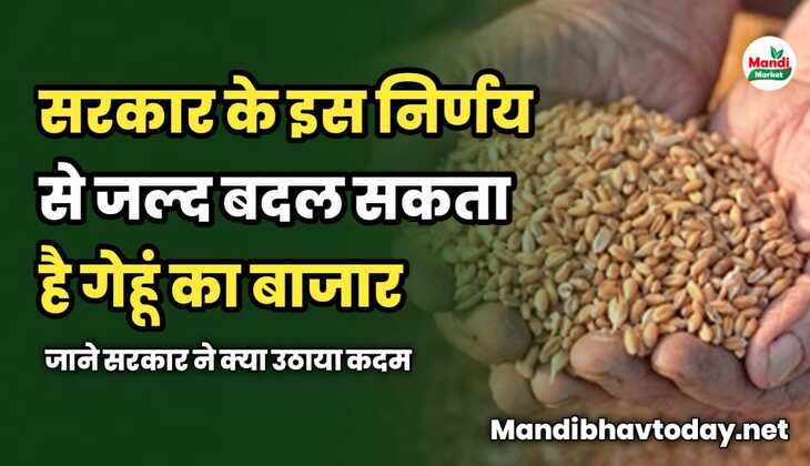 सरकार के इस निर्णय से बदल सकता है गेहूं का बाजार | जाने सरकार ने क्या उठाया कदम