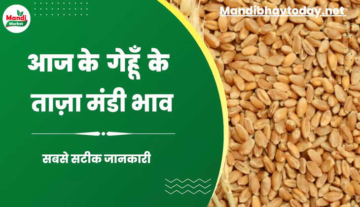घटाया बढ़ा जाने आज कैसा रहा गेहूं का बाजार। जाने बाकी मंडियों में क्या मिल रहे हैं गेहूं के रेट wheat kanak gehu Live Rate Today 08 August 2023