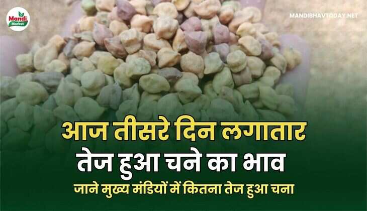 जाने मुख्य मंडियों में कितना तेज हुआ चना