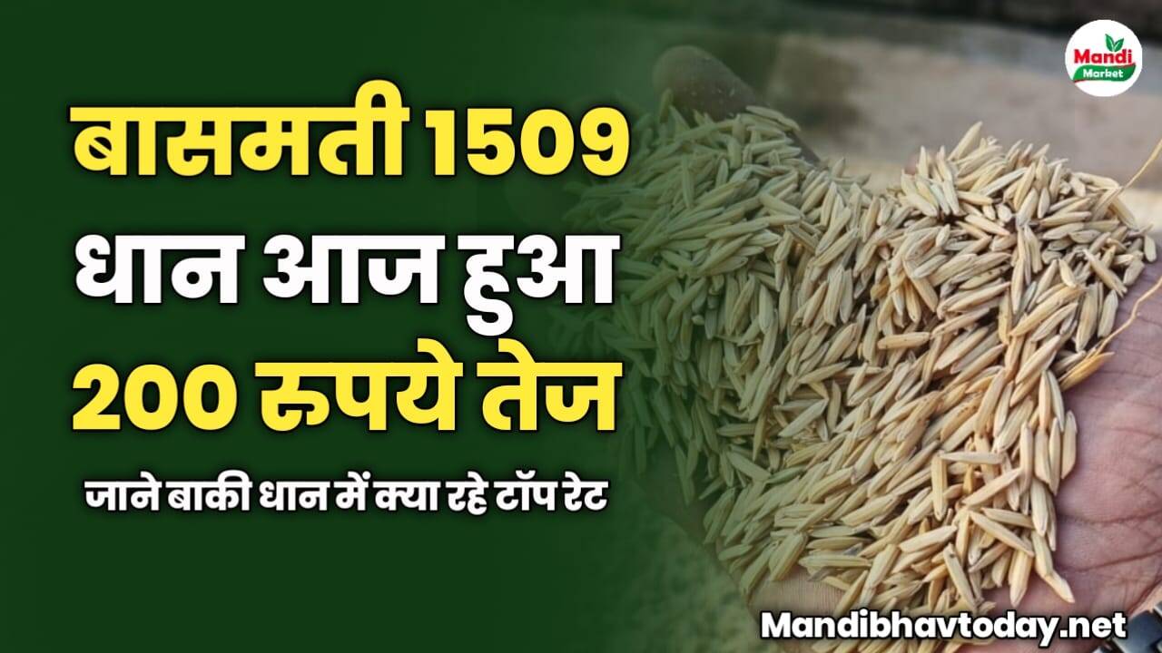बासमती 1509 धान आज हुआ 200 रुपये तेज | जाने बाकी धान में क्या रहे टॉप रेट