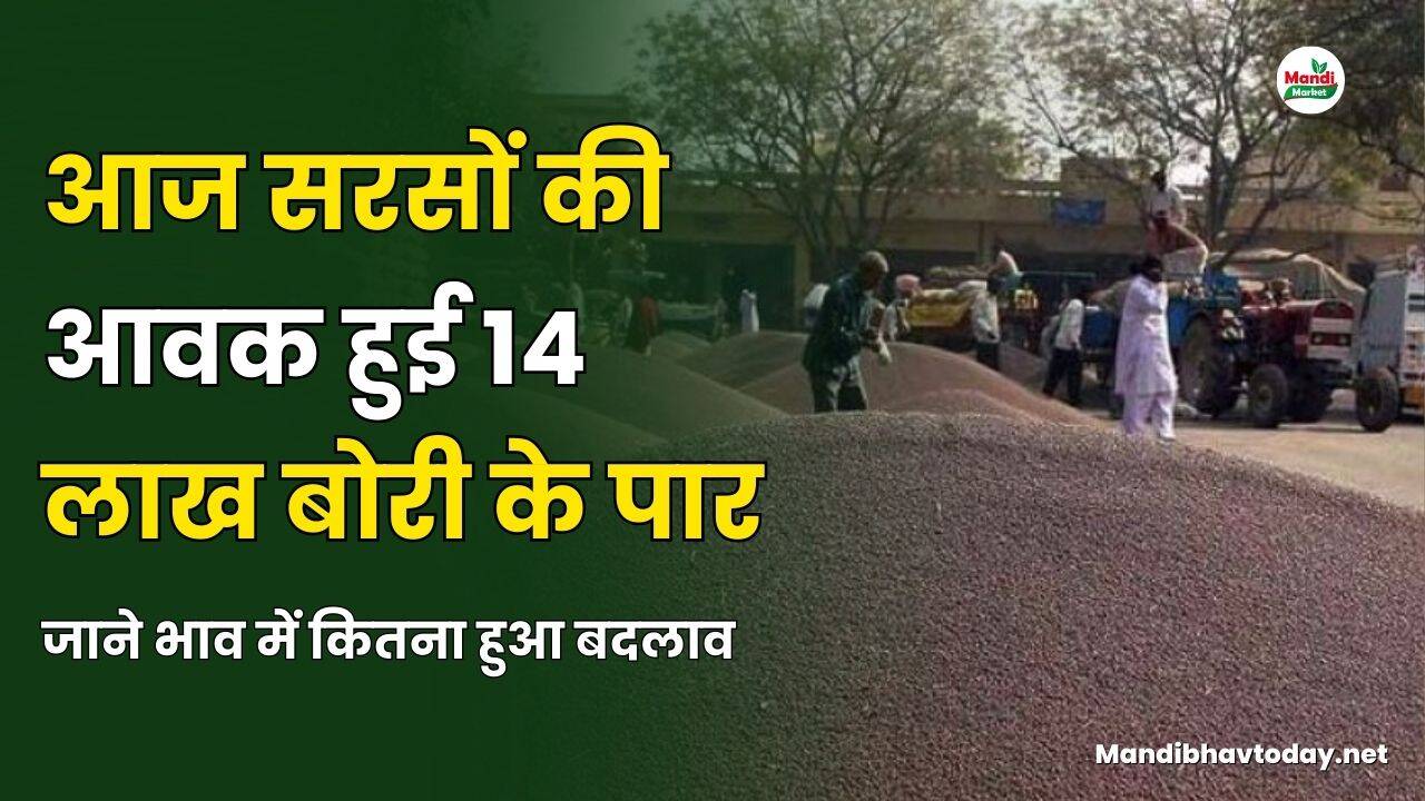 आज सरसों की आवक हुई 14 लाख बोरी के पार | जाने भाव में कितना हुआ बदलाव