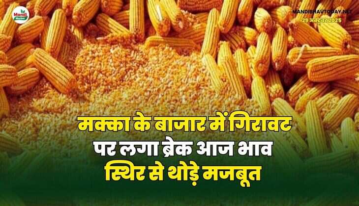 मक्का के बाजार में गिरावट पर लगा ब्रेक | आज भाव स्थिर से थोड़े मजबूत