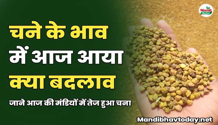 चने के भाव में आज आया क्या बदलाव | जाने आज की मंडियों में तेज हुआ चना