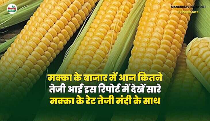 मक्का के बाजार में आज कितने तेजी आई | इस रिपोर्ट में देखें सारे मक्का के रेट तेजी मंदी के साथ