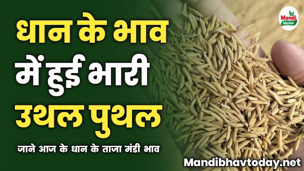 धान के भाव में हुई भारी उथल पुथल | जाने आज के धान के ताजा मंडी भाव