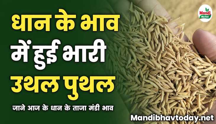 धान के भाव में हुई भारी उथल पुथल | जाने आज के धान के ताजा मंडी भाव 
