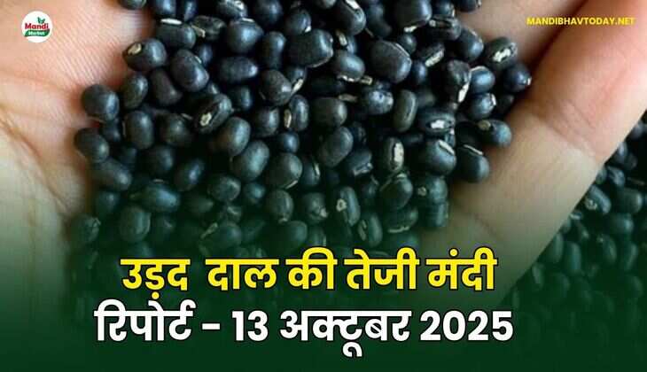 उड़द दाल की तेजी मंदी रिपोर्ट - 13 अक्टूबर 2025