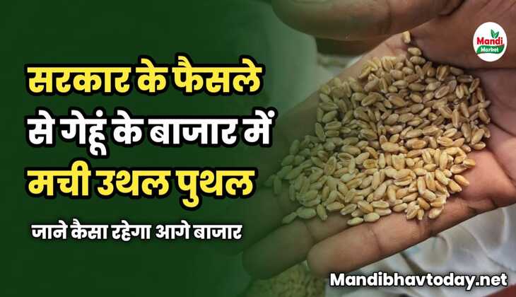 सरकार के फैसले से गेहूं के बाजार में मची उथल पुथल | जाने कैसा रहेगा आगे बाजार 