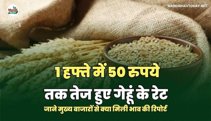 1 हफ्ते में 50 रुपये तक तेज हुए गेहूं के रेट | जाने मुख्य बाजारों से क्या मिली भाव की रिपोर्ट