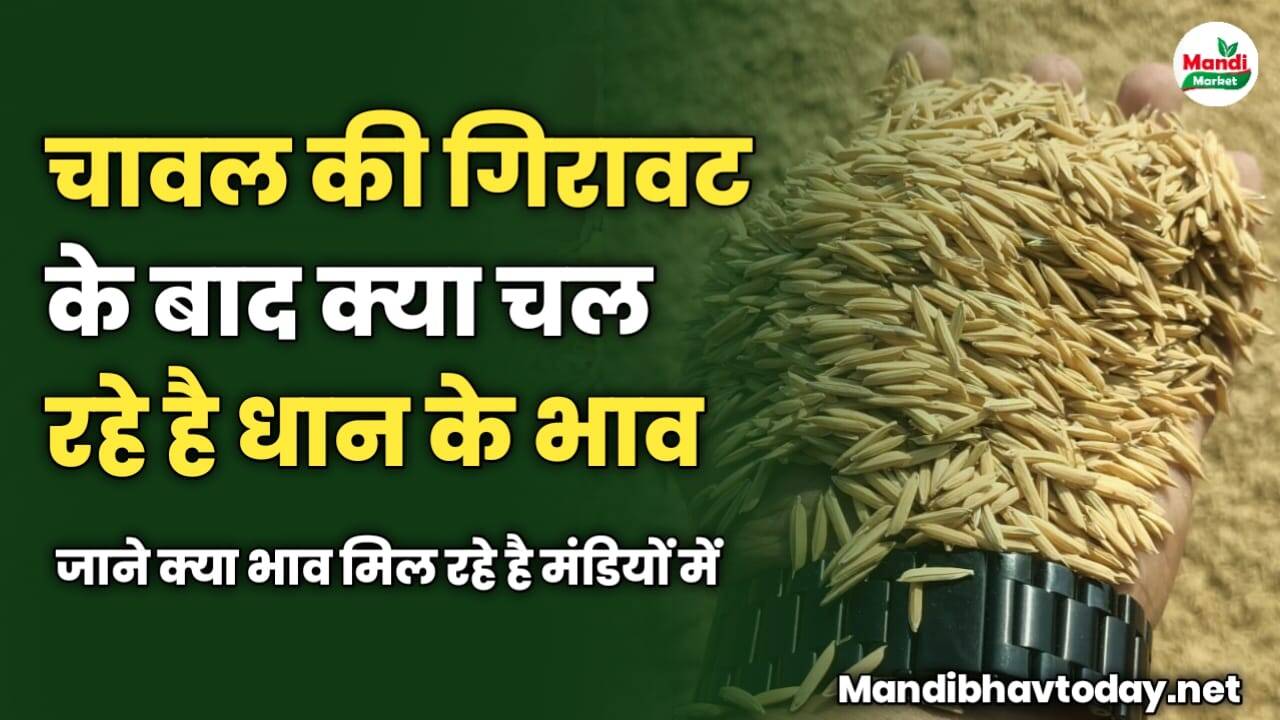 चावल की गिरावट के बाद क्या चल रहे है धान के भाव | जाने धान के ताजा मंडी भाव 