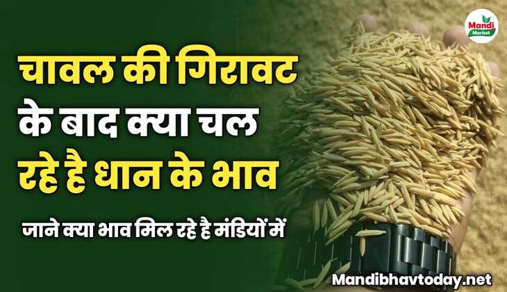 चावल की गिरावट के बाद क्या चल रहे है धान के भाव | जाने धान के ताजा मंडी भाव 