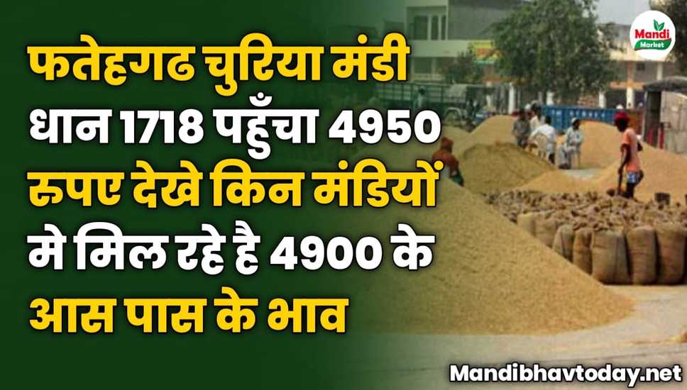फतेहगढ चुरिया मंडी धान 1718 पहुँचा 4950 रुपए | देखे किन मंडियों मे मिल रही है 4900 के आस पास के भाव 