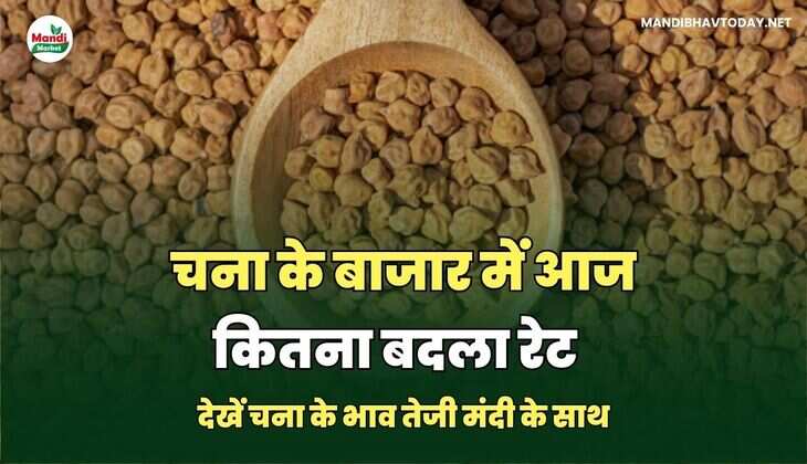 चना के बाजार में आज कितना बदला रेट | देखें चना के भाव तेजी मंदी के साथ